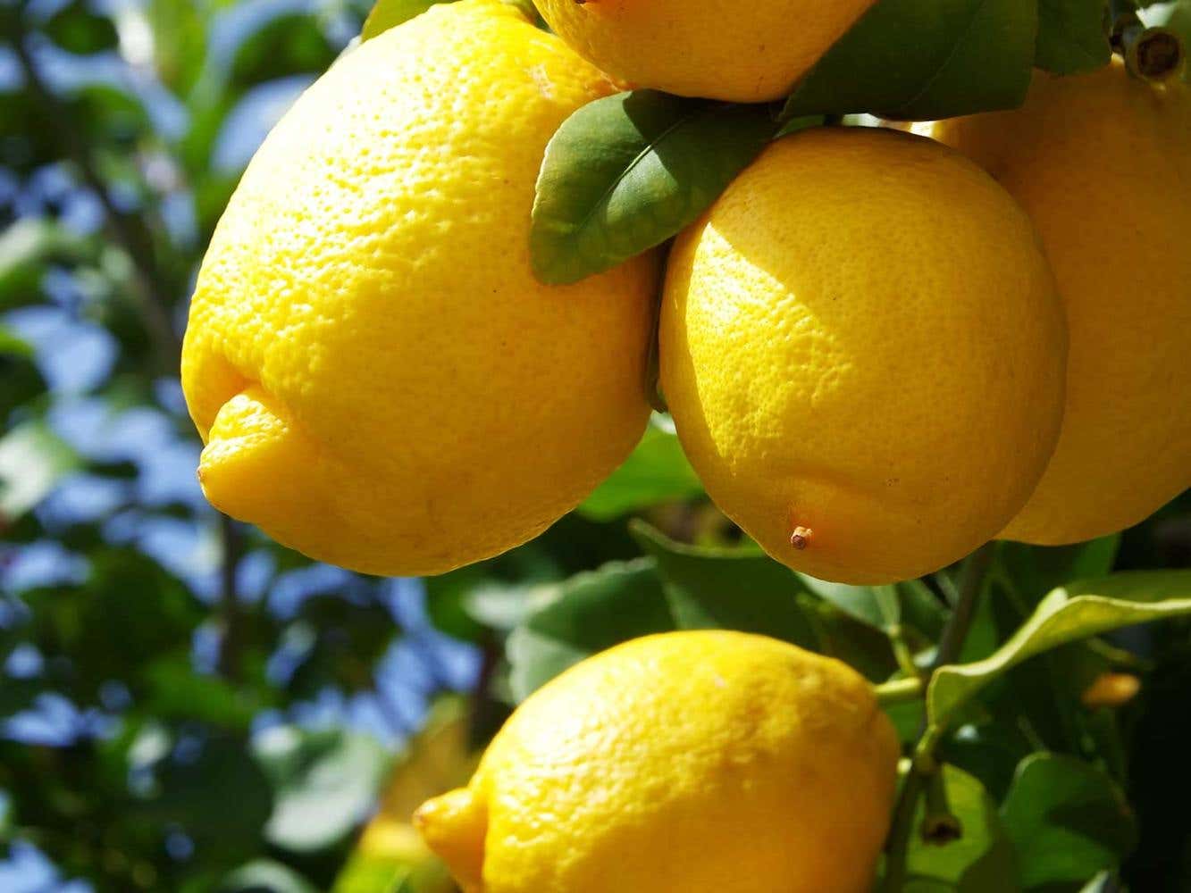 Lemon Fruits