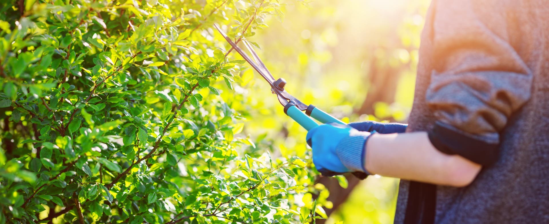Home hardware hedge trimmer deals