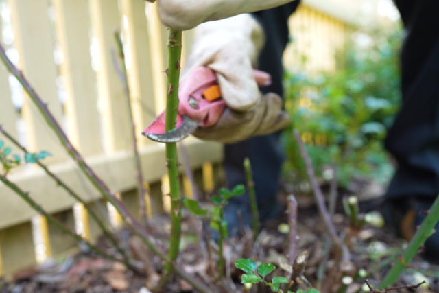Winter gardening tips